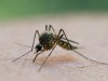 Mückenplage am Ammersee: Gemeinde Eching will Gift BTI einsetzen