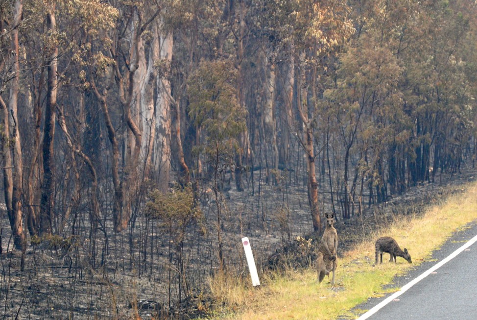 BUSHFIRES NSW, Wildlife that survived the bushfire in Wollemi National Park in Sydney graze for food, Sunday, November