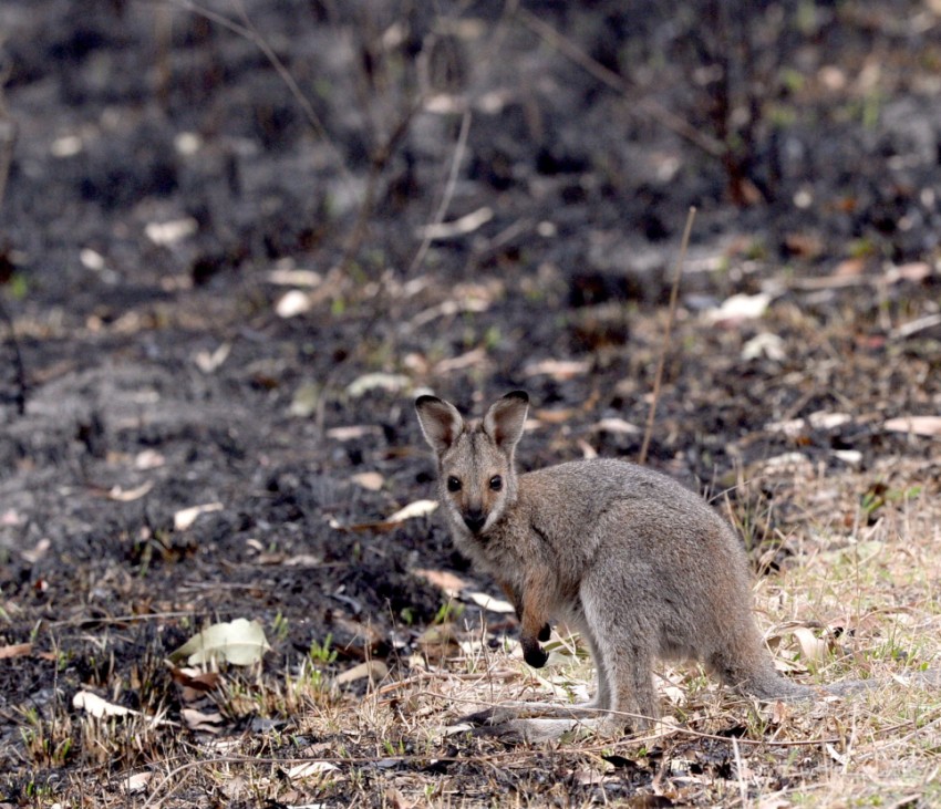 BUSHFIRES NSW, Wildlife that survived the bushfire in Wollemi National Park in Sydney graze for food, Sunday, November