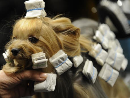 ierische Show in New York, Hund trägt wieder klassisch