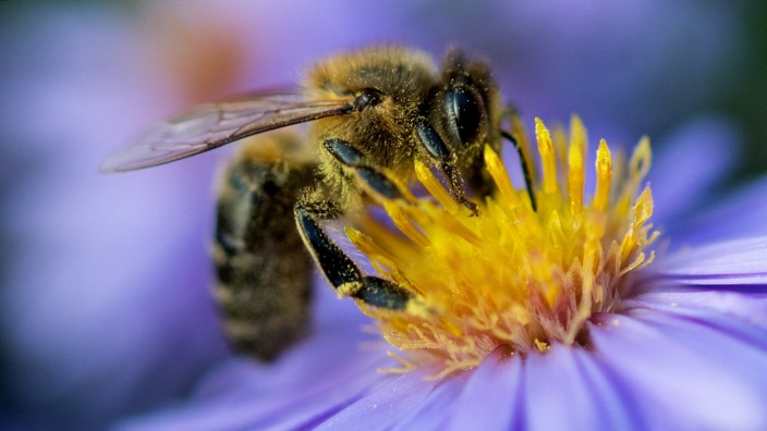 Europaweite Bürgerinitiative "Bienen und Bauern retten"