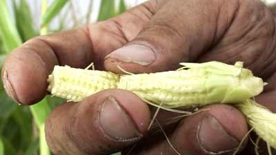Gentech-Mais: Mexiko gilt als Zentrum der biologischen Mais-Vielfalt.