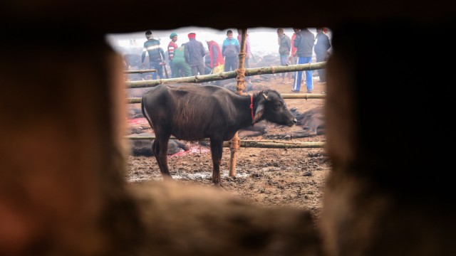 Nepal: Hunderttausende Tiere werden bei dem Pilgerfest getötet.