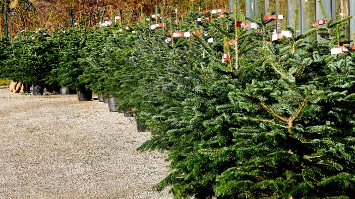 Weihnachten: Im Zornedinger Schwanenland kann man gewissermaßen einen Christbaum adoptieren: Nach Weihnachten wird das lebendige Bäumchen zurückgebracht und im nächsten Jahr wieder geholt.