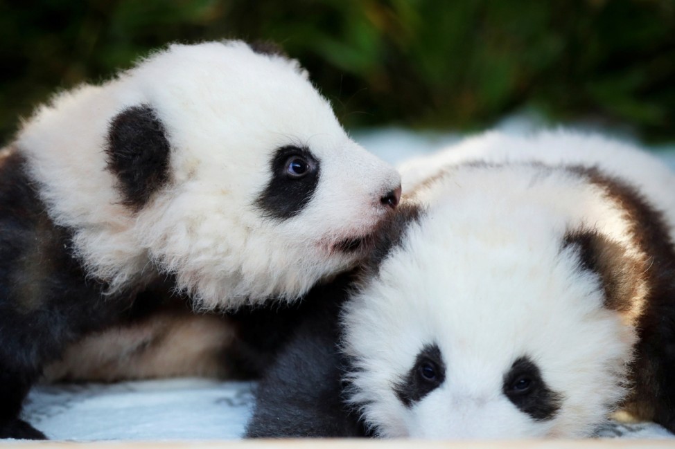 Berlin Zoo announces names for the panda cubs