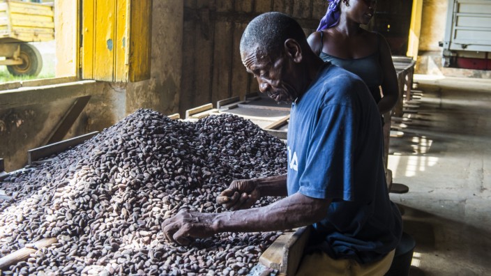 Menschenrechte: Kakaobohnen-Ernte im afrikanischen Inselstaat São Tomé und Príncipe. Die Beschäftigten arbeiten oft unter sehr schwierigen Bedingungen.