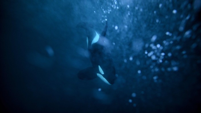 Tiere: Alles für die Enkel: ein weiblicher Orca vor Norwegen auf der Heringsjagd.