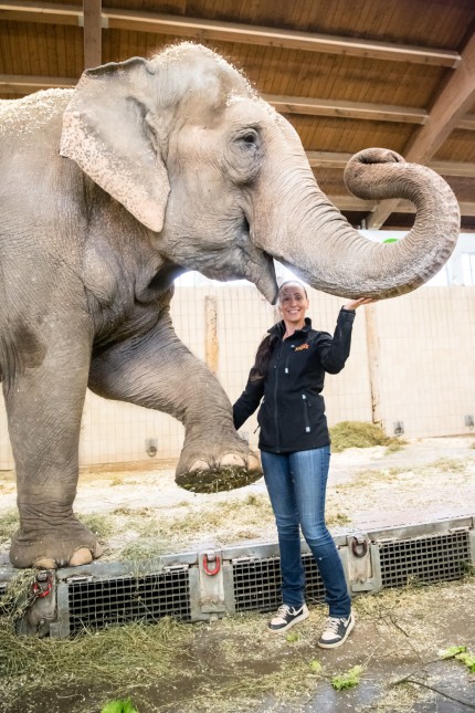 Circus Krone holt Elefanten nach München