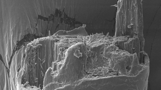 Biologie: Menschliche Haare brechen unregelmäßig. Unter dem Mikroskop sind die einzelnen Fasern erkennbar.