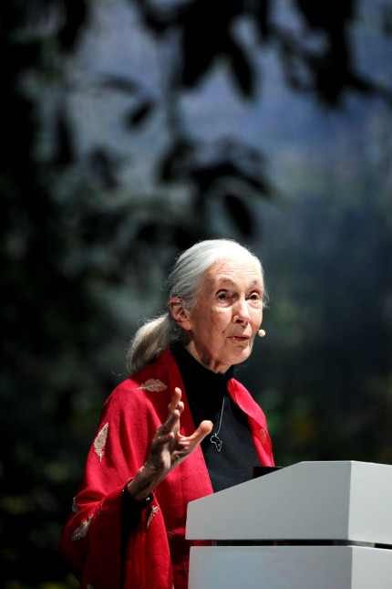 Erding: Geschichten und Musik: Wolfgang Netzer ging mit der britischen Biologin und Primatenforscherin Jane Goodall auf Tour. Das Bild zeigt Goodall bei einem Auftritt 2019 im Showpalast in Freimann.