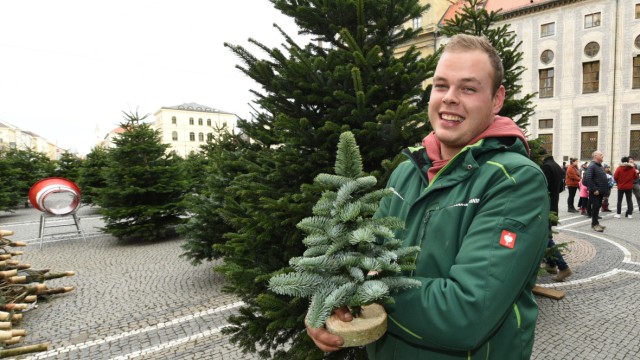 Weihnachten: Die Auswahl ist groß: Christbäume gibt es bei Christoph Wildmoser am Odeonsplatz.
