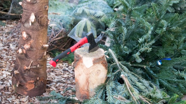Weihnachten: Wer eine ganz persönliche Beziehung zu seinem Christbaum aufbauen will, der schlägt ihn selber.