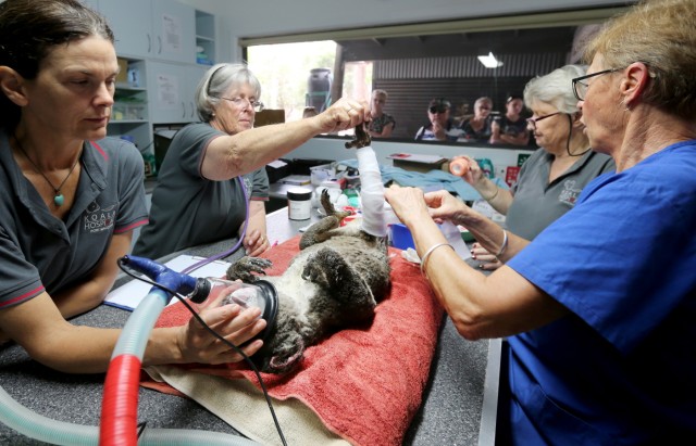 Koala Hospital Works To Save Injured Animals Following Bushfires Across Eastern Australia