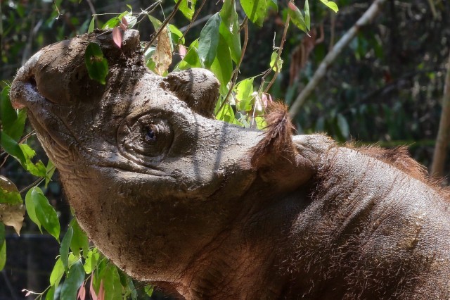 Sumatra-Nashorn
