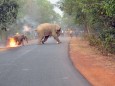 Bild eines brennenden Elefantenbabys gewinnt Wildlife Photography Preis