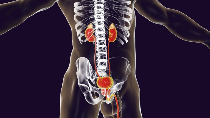 Male urinary system illustration Computer illustration of the male urinary system which includes t