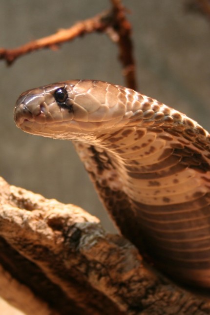 Schlangen: Die südasiatische Kobra, auch Brillenschlange genannt.