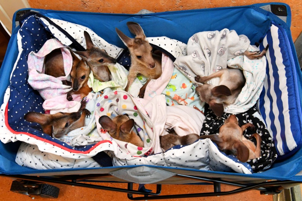 Kangaroo and wallaby joeys that have been orphaned due to a mixture of road accidents, dog attacks, bushfires and drought conditions are seen in a cart as they are treated at Australia Zoo Wildlife Hospital in Beerwah