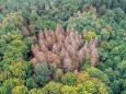 Waldschäden im Landeswald Sachsen-Anhalt