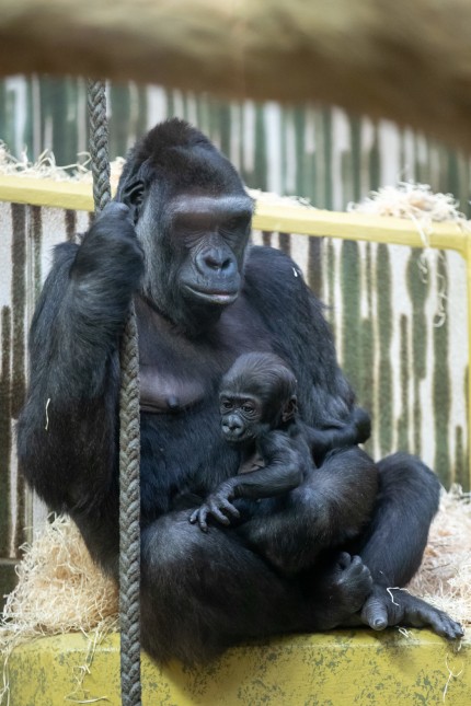 Gorillababy beschert Tiergarten Nürnberg drittbestes Jahr
