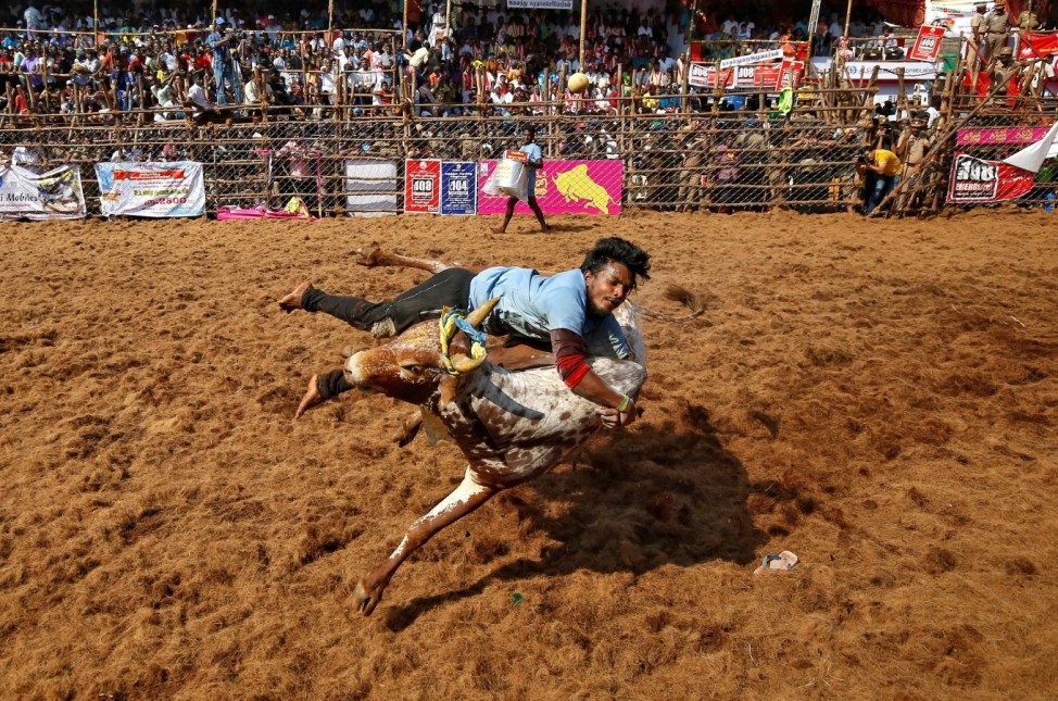 A villager tries to control a bull during a bull-taming festival on the outskirts of Madurai town