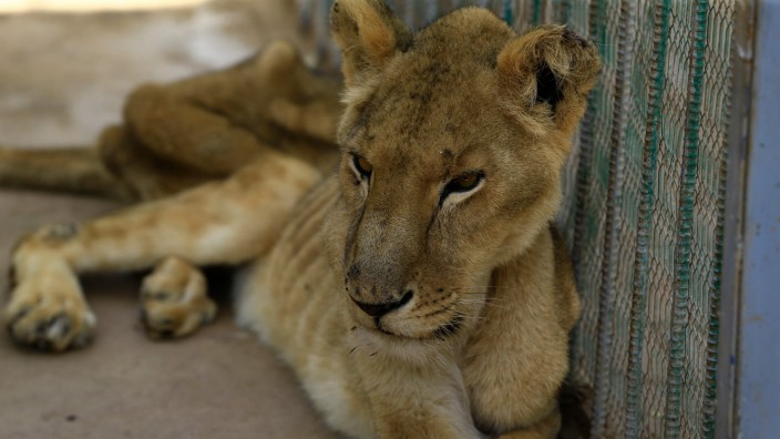 Sudan: Der Afrikanische Löwe wird von der Internationalen Union für Naturschutz (IUCN) als "gefährdete" Art eingestuft.