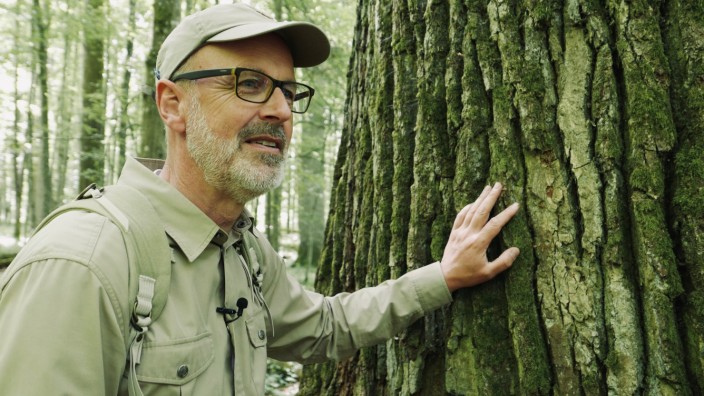 Kinostart - 'Das geheime Leben der Bäume'