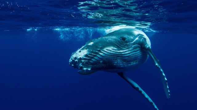 Engagiert gegen Plastik: Im Südpazifik fotografierte die Naturjournalistin einen Buckelwal in seiner majestätischen Schönheit. Nun setzt sie sich zunehmend für den heimischen Artenschutz ein.
