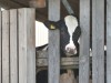 Kreisbehörde kündigt Tierhaltungsverbot für Rinderhalter an