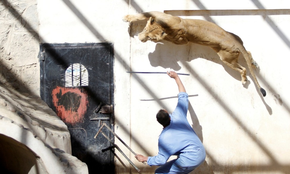 Coach uses a stick to provoke a lioness from the pride of Frans, a lion previously owned by Yemen's ex-president Saleh at the Sanaa Zoo