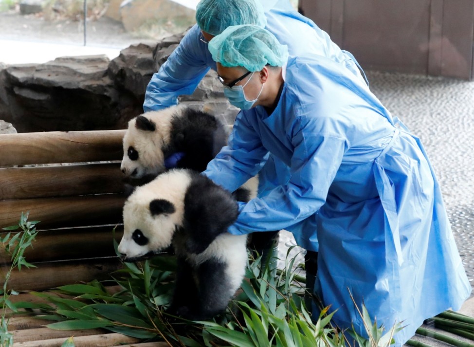 Panda twin cubs Paule (Meng Yuan) and Pit (Meng Xiang) are carried by their zoo keepers during their first appearance in their enclosure at the Berlin Zoo in Berlin