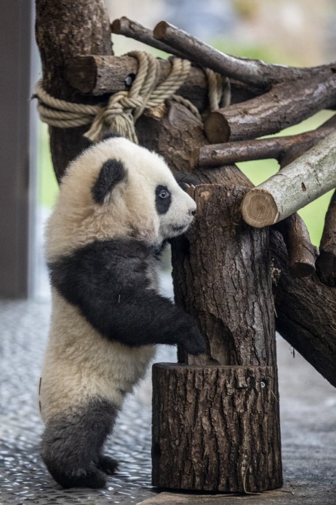 Berlin Zoo To Present Panda Babies To The Public