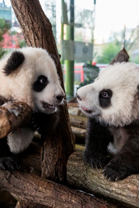 A handout photo shows twin panda cubs in Berlin Zoo
