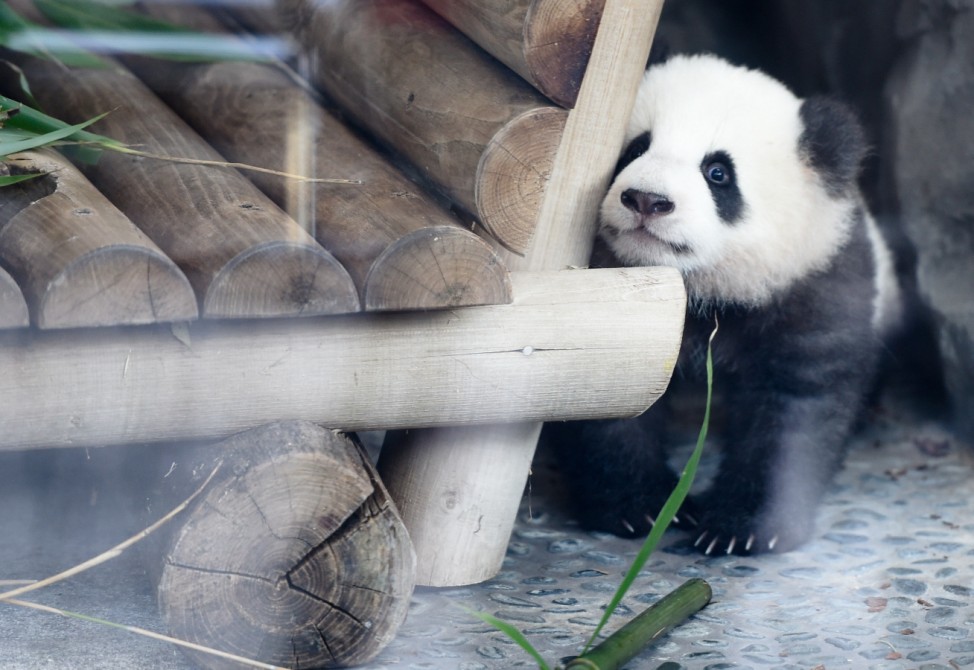 Erster Ausflug der Berliner Panda-Zwillinge