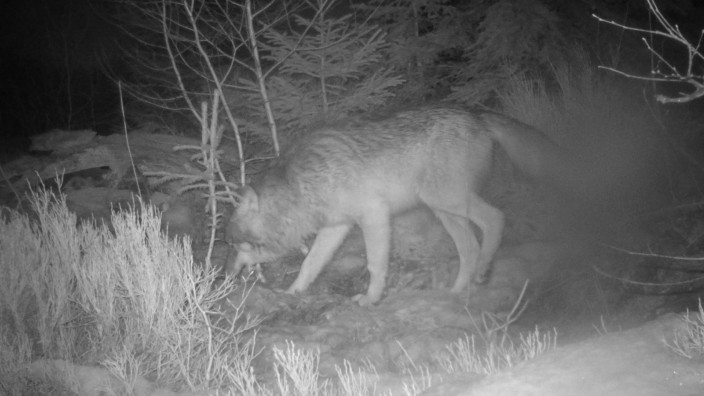 Nationalpark: Erwischt: Im Gebiet um den Falkenstein ist ein Wolf in eine Fotofalle getappt. Welches Geschlecht er hat, soll ein Gentest zeigen.