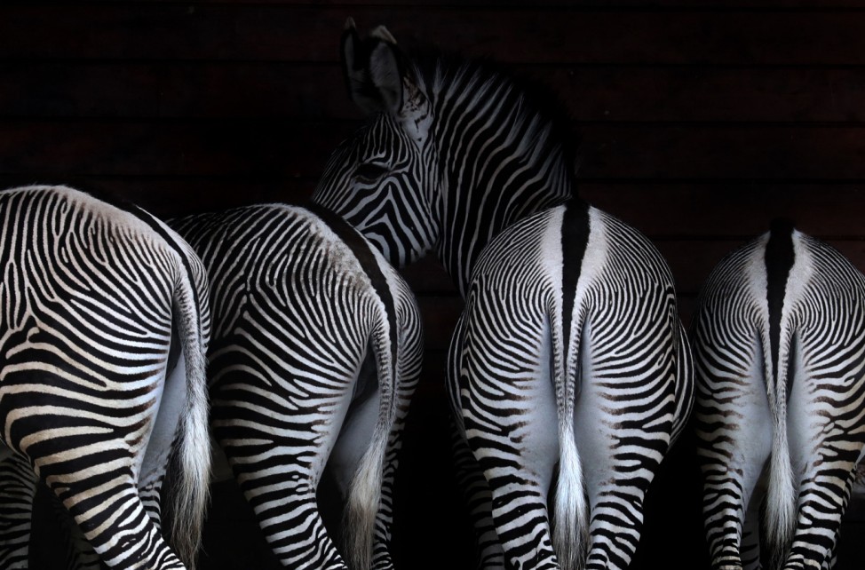 Zebras im Zoo
