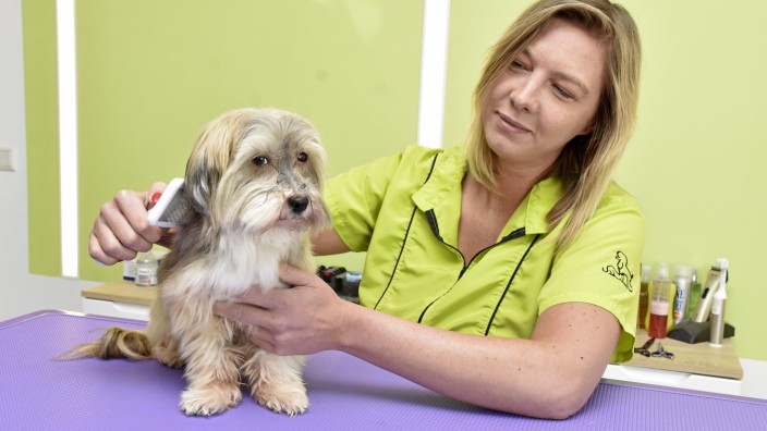 Olching: Sabrina Kraißer nimmt sich Zeit für Hunde in ihrem Salon in Olching. Wie viele andere seriöse Besitzer von Hundesalon auch, hat sie eine spezielle Ausbildung gemacht, die jedoch offiziell nicht anerkannt ist.