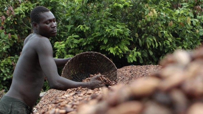 Kakaoanbau: Es ist eine langwierige Arbeit, bis die Bauern ihre Kakaobohnen in Säcke füllen und verkaufen können.