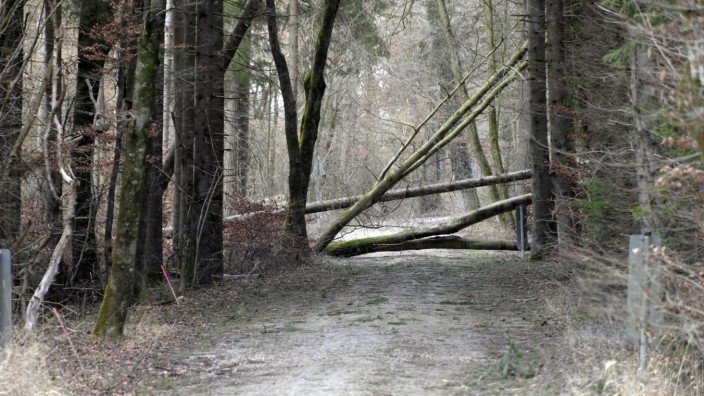 Sturmschäden: Umgestürzte und halb umgestürzte Bäume wie hier bei Höhenkirchen-Siegertsbrunn stellen eine Gefahr dar.