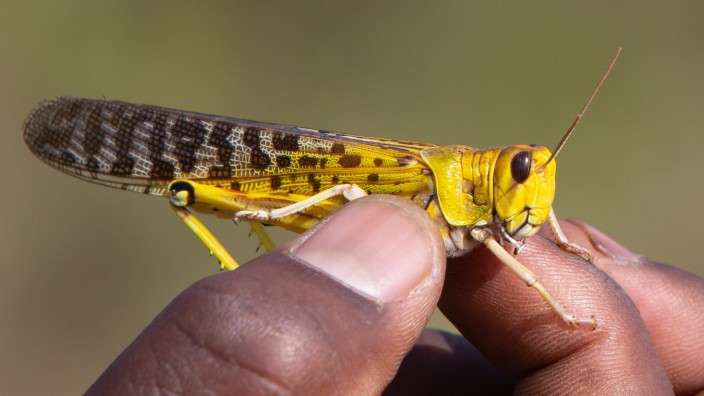 Plagues Of Locusts Arrive In Uganda