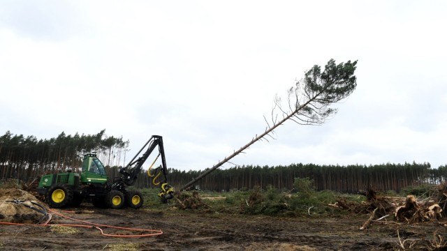 A worker cuts trees at the area where U.S. electric vehicle pioneer Tesla plans to build a Gigafactory in Gruenheide