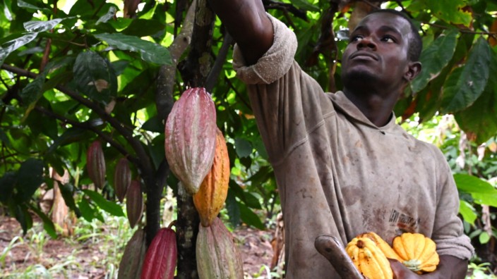 Westafrika: Kakaobauern an der Elfenbeinküste trifft das Virus besonders hart - dort könnten schon bald mehr als die Hälfte der Anbauflächen verschwunden sein.
