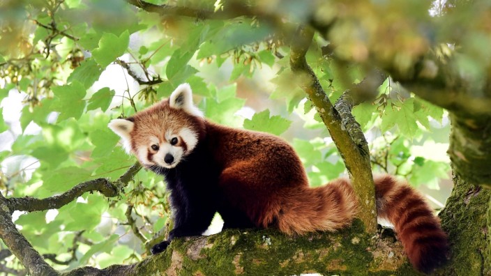 FILE PHOTO: A one year old Red Panda sits in the trees having only recently arrived to a brand new enclosure at the Manor Wildlife Park, St Florence, near Tenby in Wales,