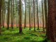 Forst - Waldsterben 2.0 - Verbissschutz und Verjüngung