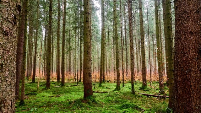 Forst - Waldsterben 2.0 - Verbissschutz und Verjüngung