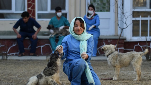 Afghanistan: Die leitende Tierärztin der Kabuler Tierklinik, Tahera Rezai, spielt mit Hunden im Garten. Werden die Taliban Frauen in Afghanistan künftig ein selbstbestimmtes Leben ermöglichen?