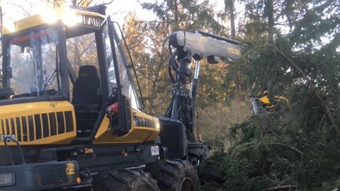 "Illegale Rodungen": Mit schwerem Gerät sind Arbeiter am vergangenen Wochenende auf dem Grundstück in Baldham angerückt und haben etwa 150 Bäume gefällt.