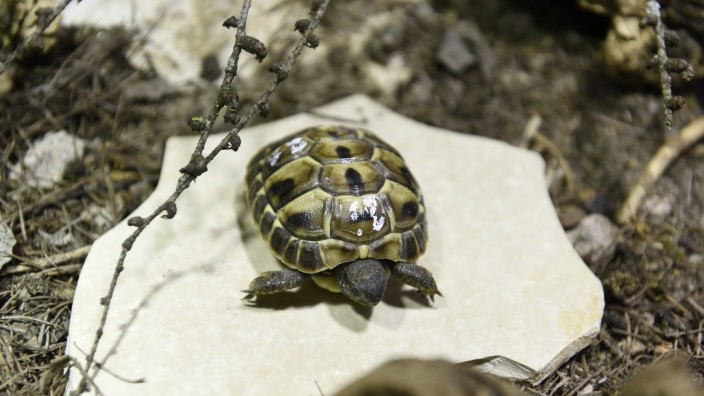 Geplante Reptilien-Auffangstation in Neufahrn: Ein Bewohner der Reptilien-Auffangstation: Diese Griechische Landschildkröte namens "Odysseus".