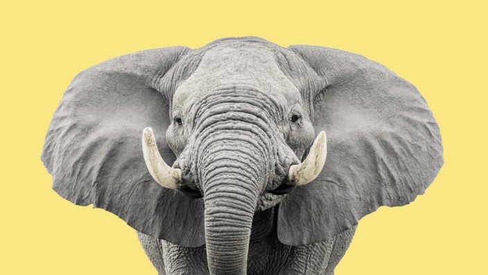 Afrikanischer Elefant Loxodonta africana Portrait mit ausgebreiteten Ohren angriffslustig Clos