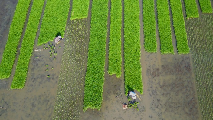 Landwirtschaft: Viele Bauern in China steigen von Gemüse auf Reis um, weil dafür im Anbau weniger Arbeitskräfte nötig sind.